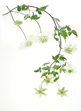 位圖 寫意花卉 植物 花朵 免費(fèi)素材