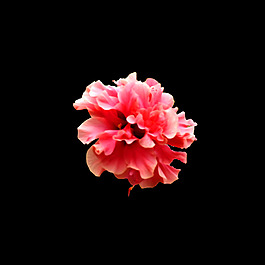 位圖 寫實花卉 植物 花朵 免費(fèi)素材