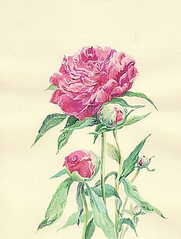 位圖 寫意花卉 植物 花朵 免費素材