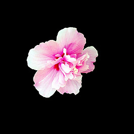 位圖 寫實(shí)花卉 植物 花朵 免費(fèi)素材