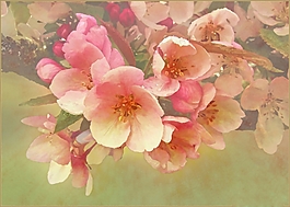 位圖 寫意花卉 植物 花朵 免費素材