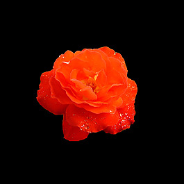 位圖 寫(xiě)實(shí)花卉 植物 花朵 免費(fèi)素材