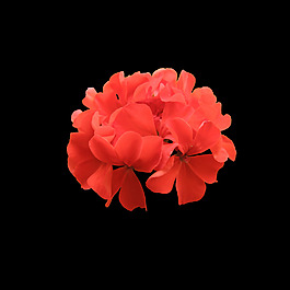 位圖 寫(xiě)實(shí)花卉 植物 花朵 免費(fèi)素材