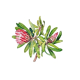 位圖 寫意花卉 植物 花朵 免費素材