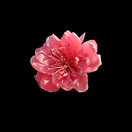 位圖 寫實花卉 植物 花朵 免費(fèi)素材