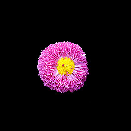 位圖 寫實(shí)花卉 植物 花朵 免費(fèi)素材