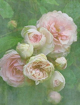 位圖 寫(xiě)意花卉 植物 花朵 免費(fèi)素材