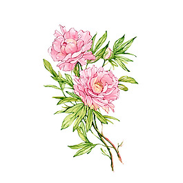 位圖 寫意花卉 植物 花朵 免費素材
