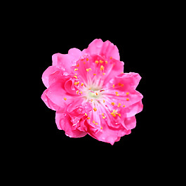 位圖 寫(xiě)實(shí)花卉 植物 花朵 免費(fèi)素材