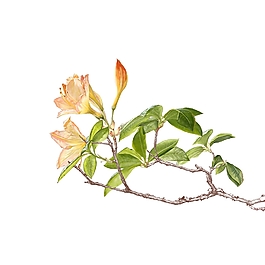 位圖 寫意花卉 植物 花朵 免費(fèi)素材