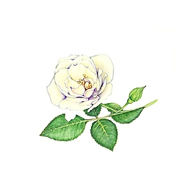 位圖 寫(xiě)意花卉 植物 花朵 免費(fèi)素材