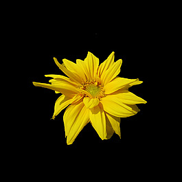 位圖 寫(xiě)實(shí)花卉 植物 花朵 免費(fèi)素材