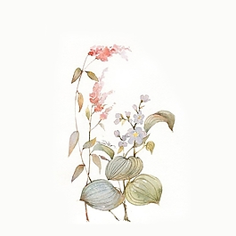 位圖 寫意花卉 植物 花朵 免費(fèi)素材