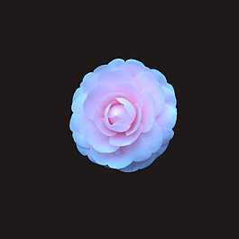 位圖 寫實花卉 植物 花朵 免費素材