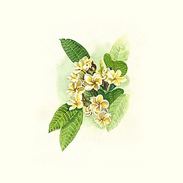 位圖 寫意花卉 植物 花朵 免費(fèi)素材