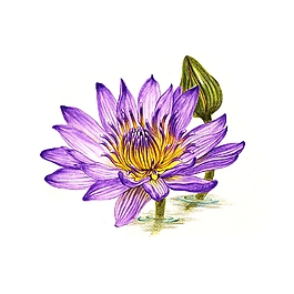 位圖 寫意花卉 植物 花朵 免費(fèi)素材