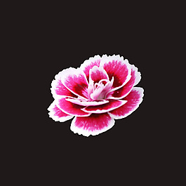 位圖 寫實花卉 植物 花朵 免費素材