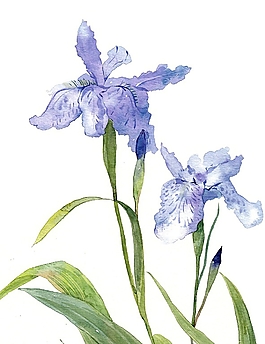 位圖 寫意花卉 植物 花朵 免費(fèi)素材