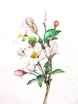 位圖 寫意花卉 植物 花朵 免費(fèi)素材