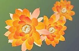 52298_地毯_花毯