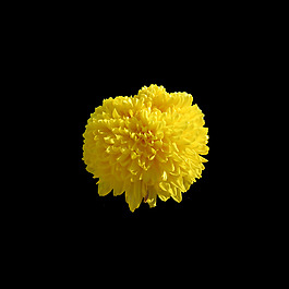 位圖 寫實花卉 植物 花朵 免費素材