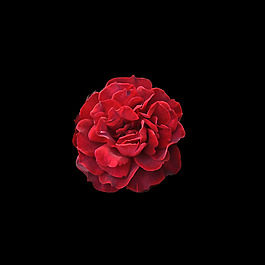 位圖 寫(xiě)實(shí)花卉 植物 花朵 免費(fèi)素材