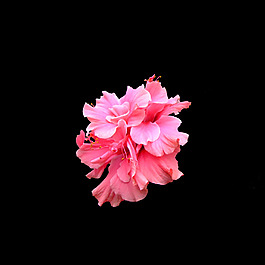 位圖 寫實花卉 植物 花朵 免費(fèi)素材