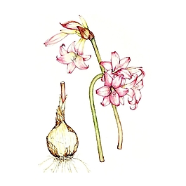 位圖 寫意花卉 植物 花朵 免費(fèi)素材