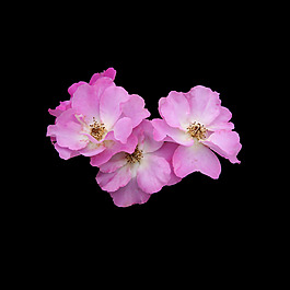 位圖 寫實(shí)花卉 植物 花朵 免費(fèi)素材
