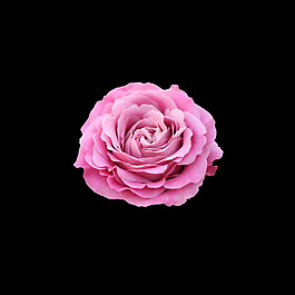 位圖 寫實(shí)花卉 植物 花朵 免費(fèi)素材