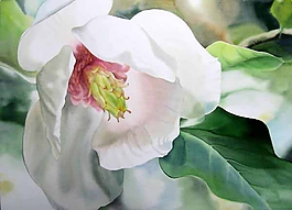 位圖 寫意花卉 植物 花朵 免費(fèi)素材