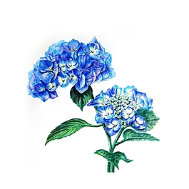 位圖 寫意花卉 植物 花朵 免費(fèi)素材