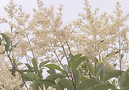 女貞樹花