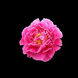 位圖 寫實花卉 植物 花朵 免費素材