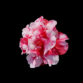 位圖 寫實(shí)花卉 植物 花朵 免費(fèi)素材