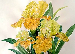 位圖 寫意花卉 植物 花朵 免費素材