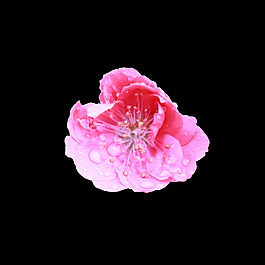 位圖 寫實花卉 植物 花朵 免費素材