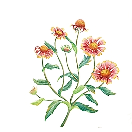 位圖 寫意花卉 植物 花朵 免費素材