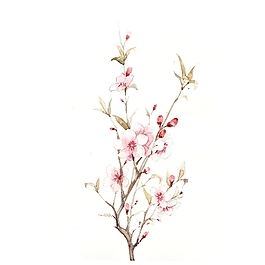 位圖 寫意花卉 植物 花朵 免費素材