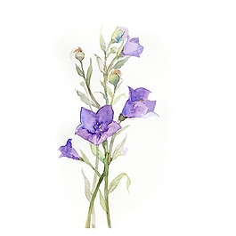 位圖 寫意花卉 植物 花朵 免費(fèi)素材