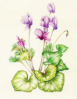 位圖 寫意花卉 植物 花朵 免費(fèi)素材
