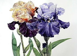 位圖 寫意花卉 植物 花朵 免費(fèi)素材
