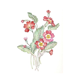 位圖 寫意花卉 植物 花朵 免費素材