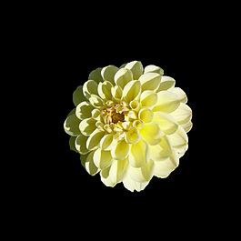 位圖 寫實(shí)花卉 植物 花朵 免費(fèi)素材