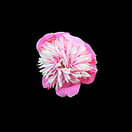 位圖 寫實(shí)花卉 植物 花朵 免費(fèi)素材