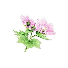 位圖 寫意花卉 植物 花朵 免費(fèi)素材