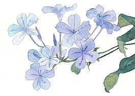 位圖 寫意花卉 植物 花朵 免費素材