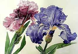 位圖 寫意花卉 植物 花朵 免費素材