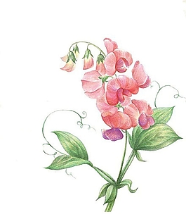 位圖 寫意花卉 植物 花朵 免費素材