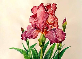 位圖 寫意花卉 植物 花朵 免費素材